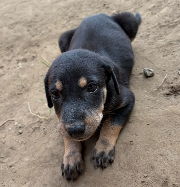 New Puppy-2