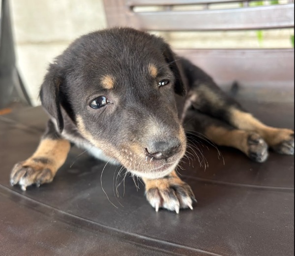 New Puppy