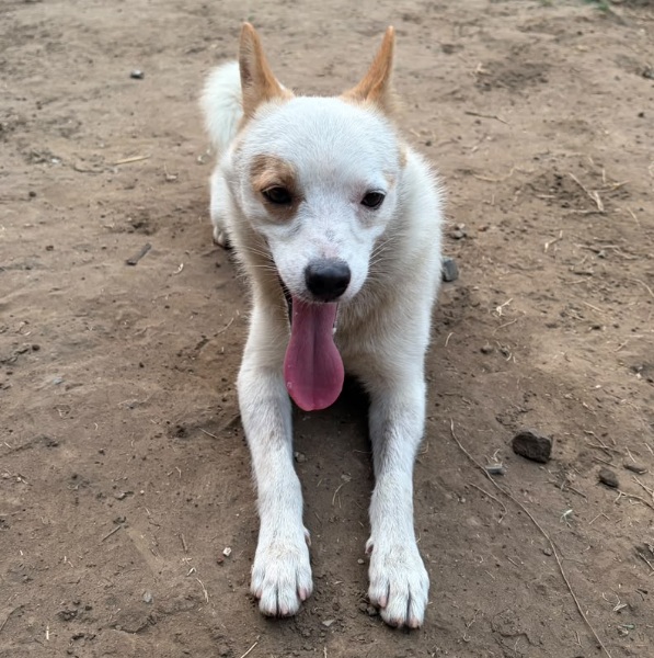 Bruno (Pom)