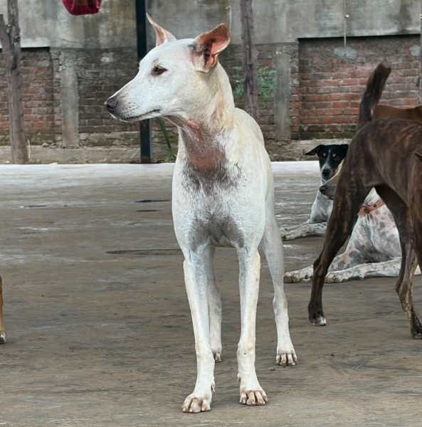 Barfi