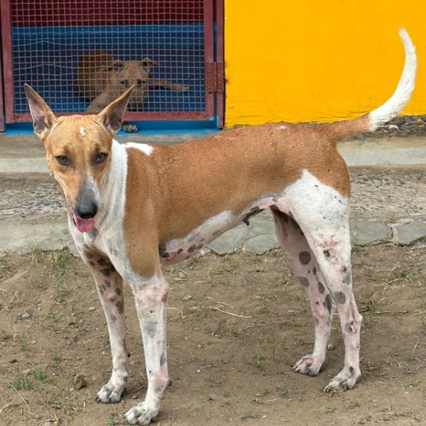 Siya