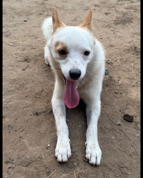 Bruno (Pom)