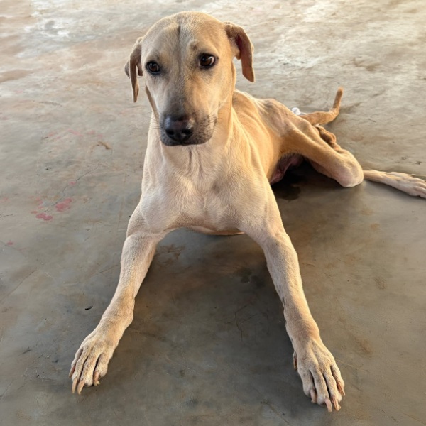 Max