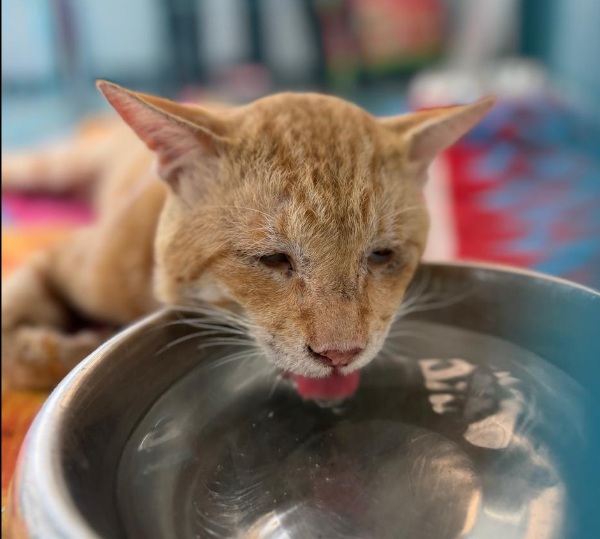 Garfield