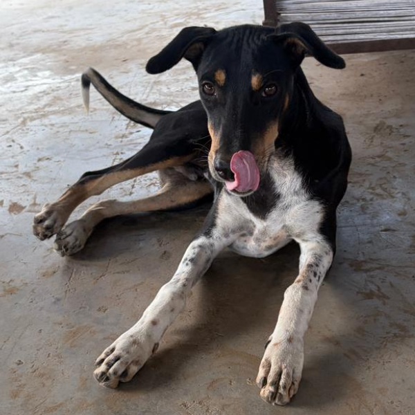 Kalu