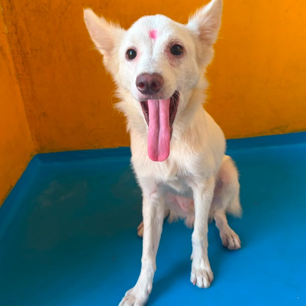 Raja
