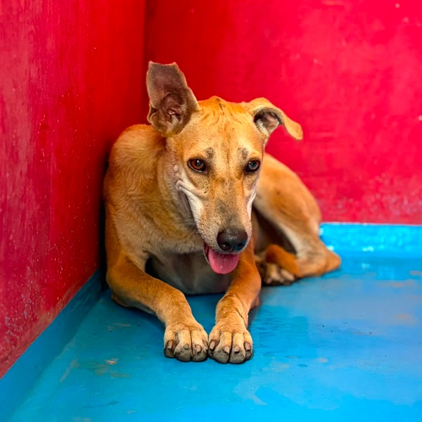 Bittu